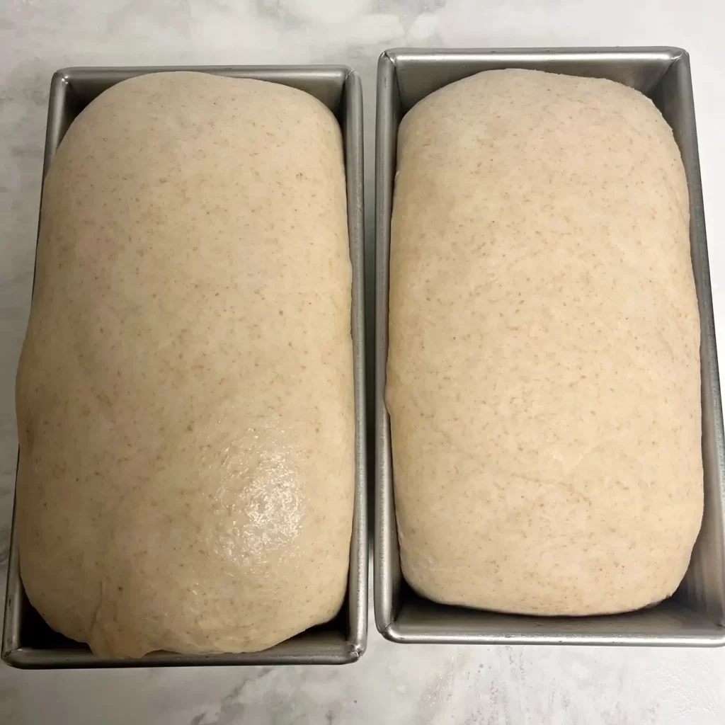 sandwich bread after the second rise