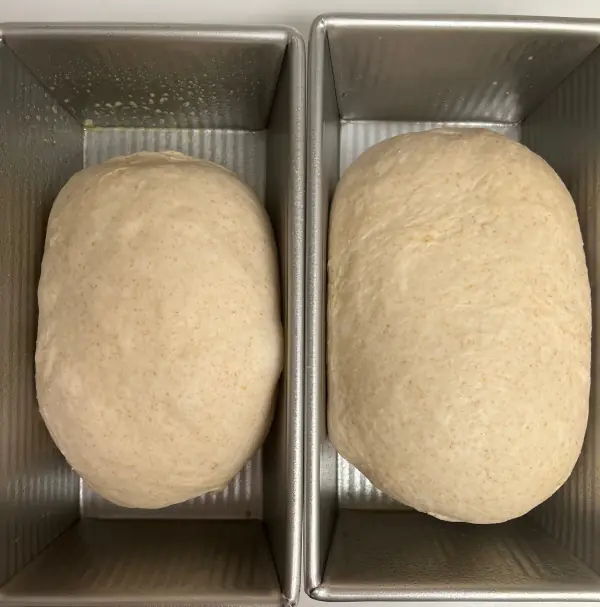 sourdough sandwich bread before baking