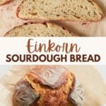 Freshly baked Einkorn Sourdough Bread on top of a piece of brown parchment paper.