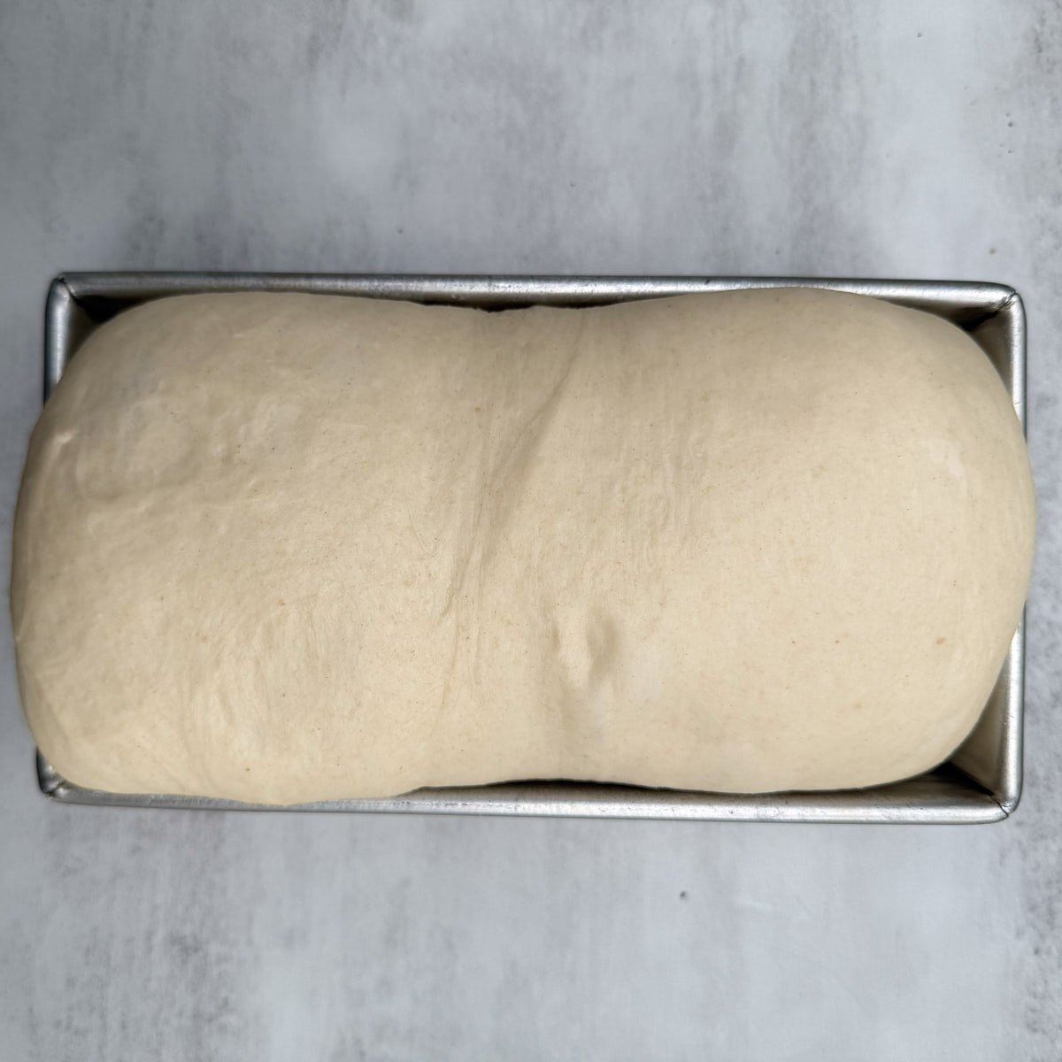 Dough for sourdough sandwich bread in a loaf pan after the second rise.