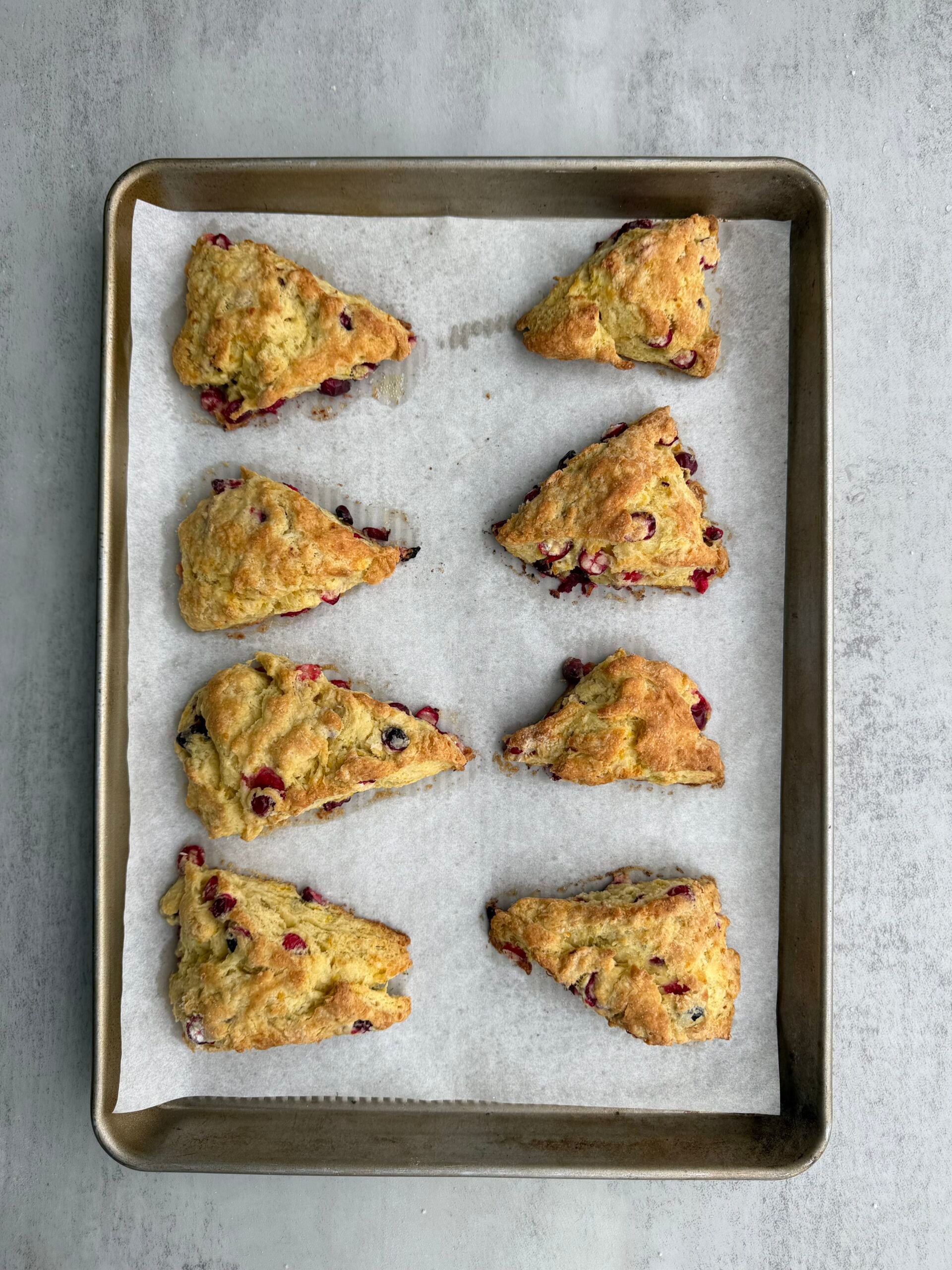8 baked cranberry orange sourdough scones on a piece of parchment paper under a baking sheet.