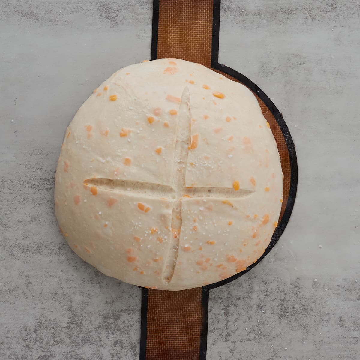 Cheesy sourdough pretzel bread dough shaped, boiled, and ready to bake.