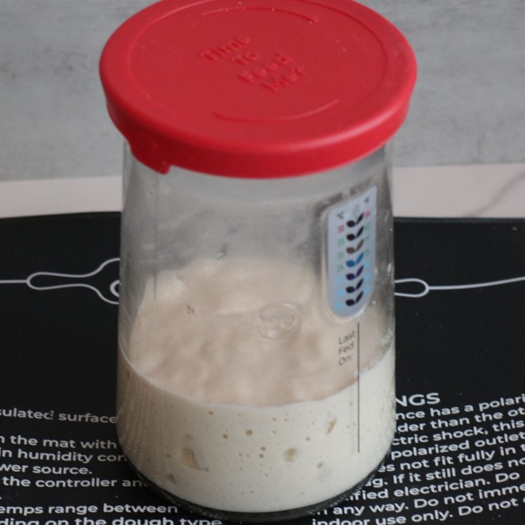 Sourdough starter in a glass jar with a red lid on a black warming mat.