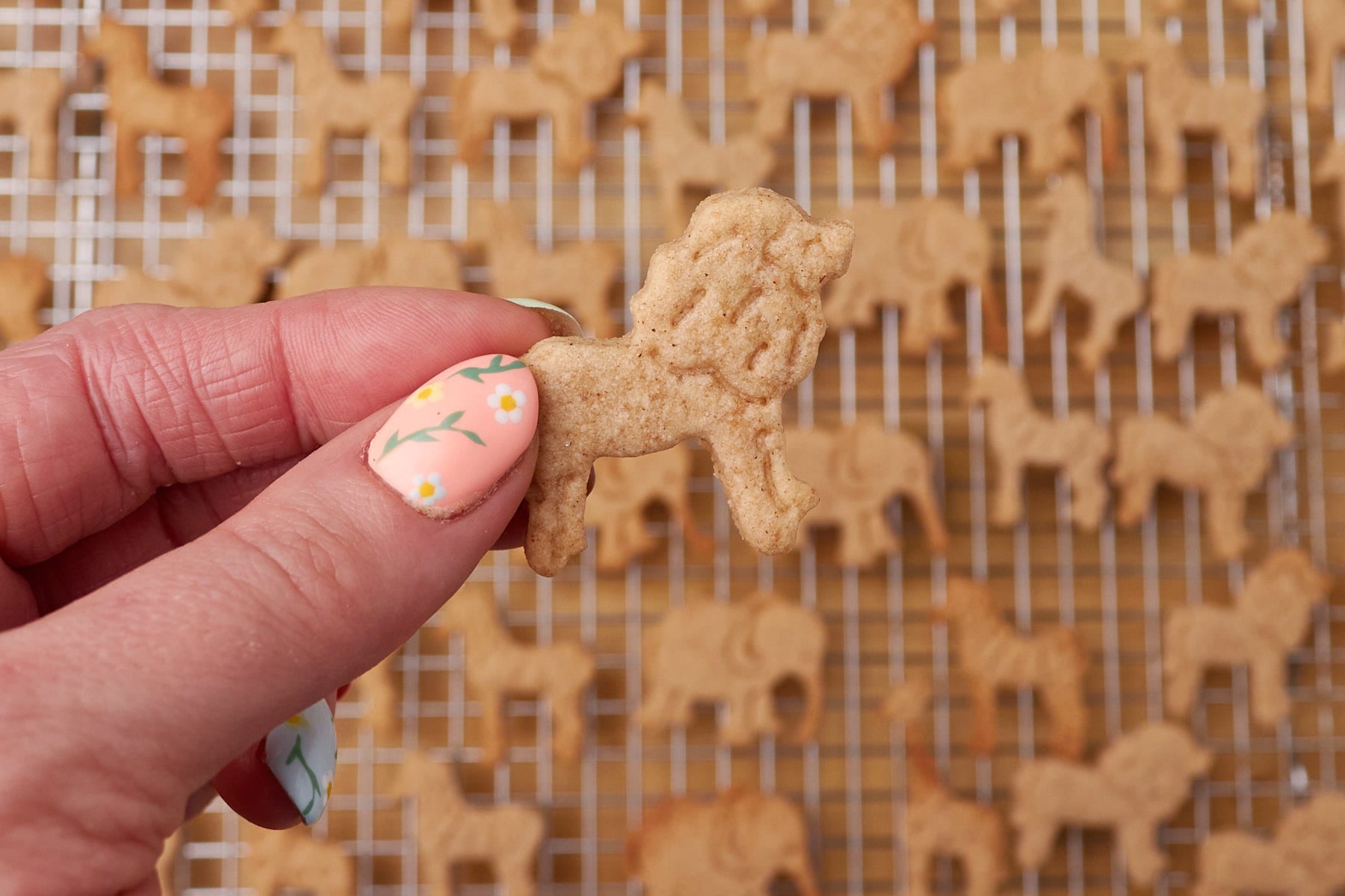 Hand holding one Sourdough Animal Cracker on top of a wire rack filled with animal crackers.
