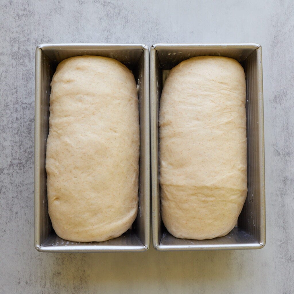 Dough for sourdough discard sandwich loaves in loaf pans after the second rise.
