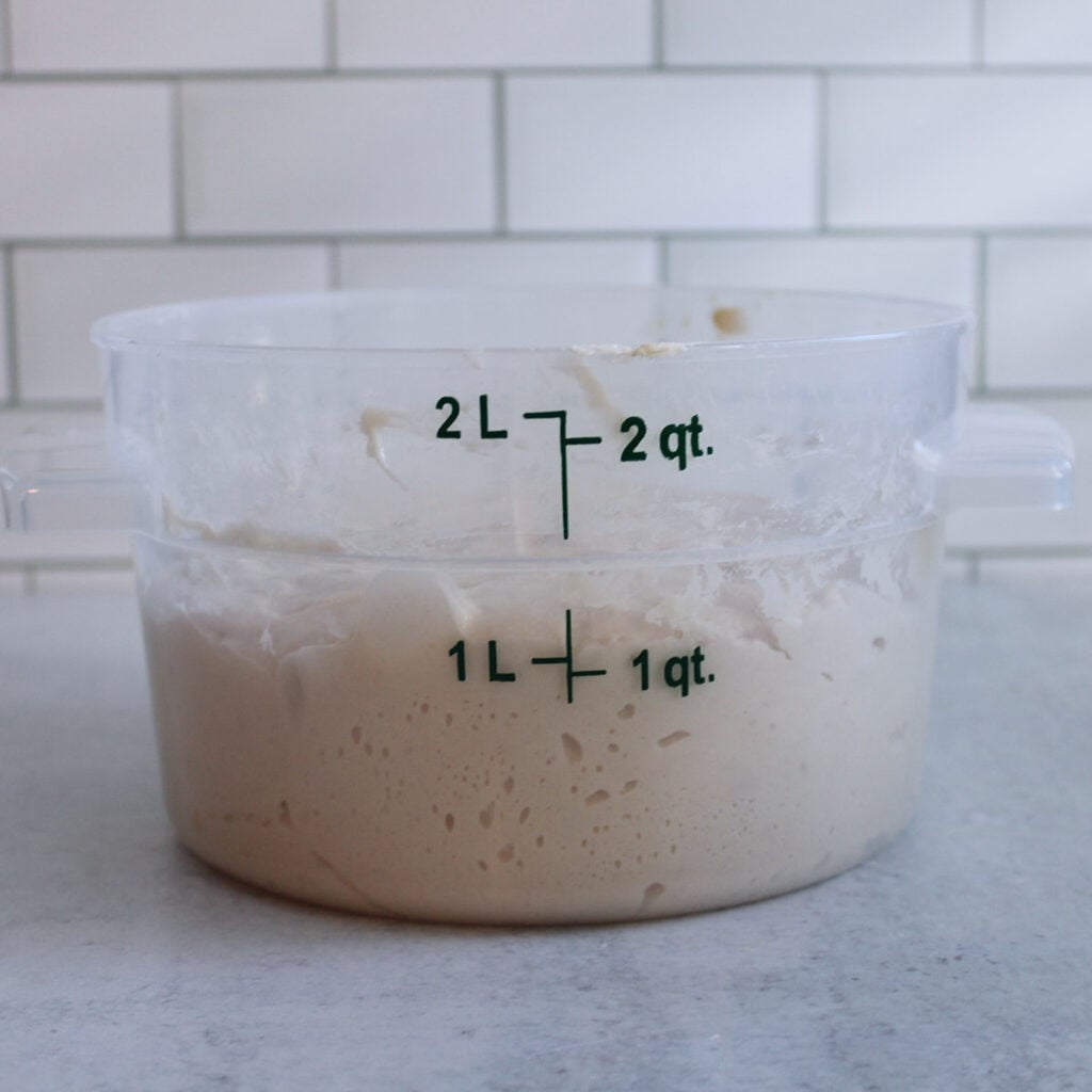 Sourdough mini loaves dough after bulk fermentation in a straight edged container.
